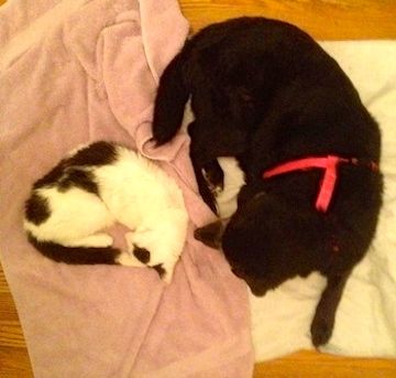 a large black dog naps with a little black & white cat